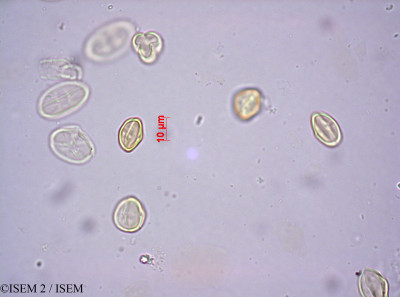 Grubbia rosmarinifolia - lame n° 44271